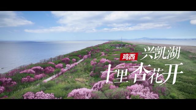 鸡西兴凯湖|湖岗十里杏花开 风吹一树粉如霞 #最美中国#上海松江 #上海松江# 最美中国#