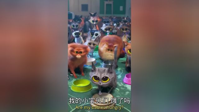 养了一百只猫猫的奶奶最后又养了一只老虎当猫猫!老虎怎么不算是猫猫呢