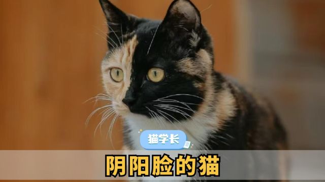 长相奇怪的猫咪,俗称“阴阳脸”!