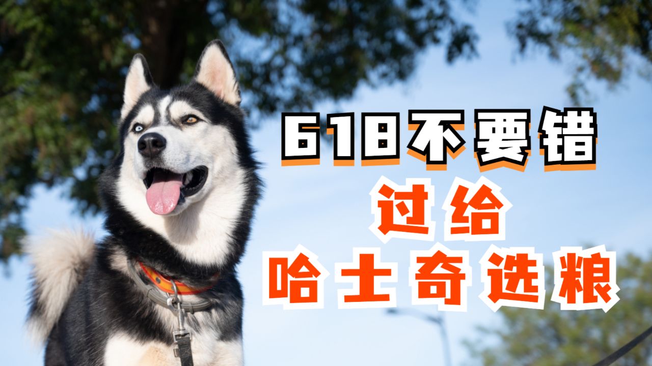 618囤粮攻略,想给哈士奇囤狗粮的看过来!