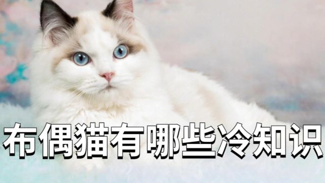 布偶猫,有哪些冷知识