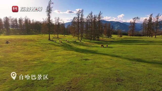 初夏滤镜!阿勒泰蓝天流云下的雪山草原好治愈!