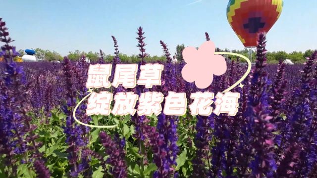 聊城市东昌府区:鼠尾草绽放紫色花海