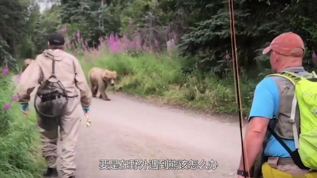 要是在野外碰到大黑熊该怎办?为何装死也不管用?最后大开眼界