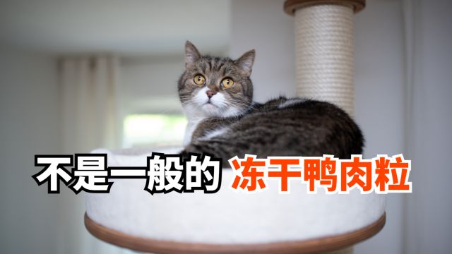 一粒冻干鸭肉,猫咪吃到停不下来!