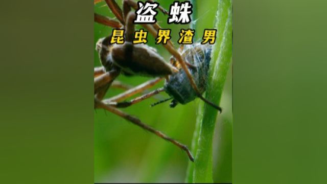 昆虫界的渣男盗蛛#纪录片 #动物世界