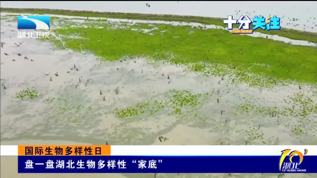 国际生物多样性日 盘一盘湖北生物多样性“家底”