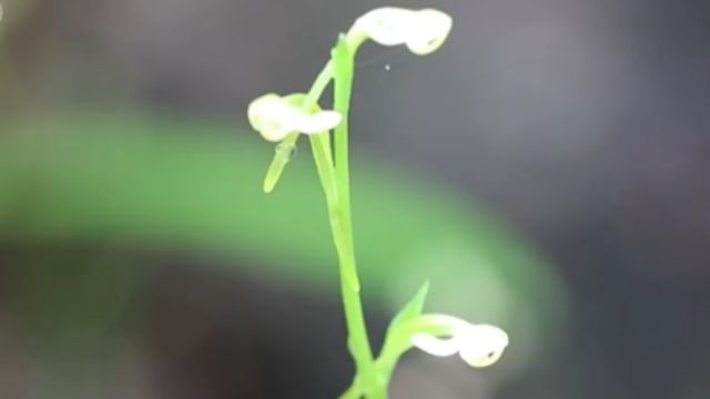 生物多样性保护持续,江西首次发现珍稀濒危兰科植物“南方舌唇兰”