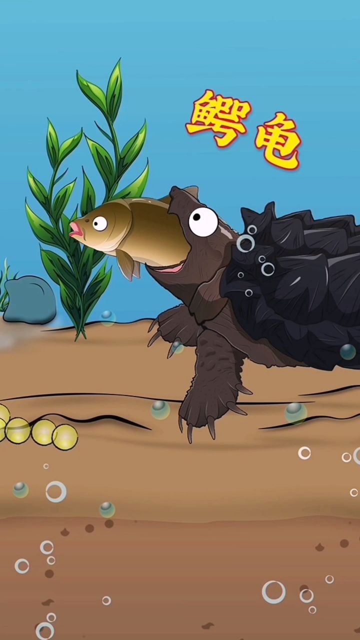 鳄龟可是入侵物种,没有天敌,千万不要随便放生呀!