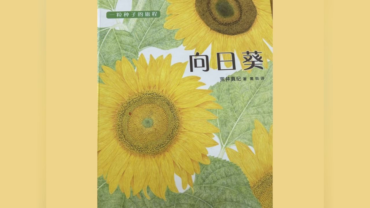 向日葵绘本