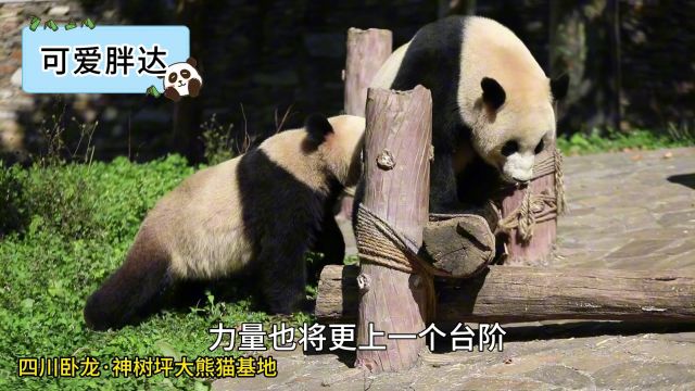 大熊猫宝宝和宝力摔跤,宝力都能跟妈妈过两招了!