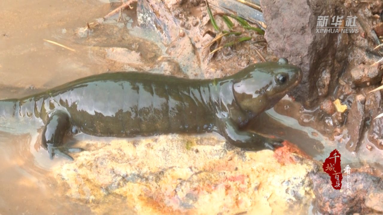 千城百县看中国|湖南祁阳:保护小微湿地 守护小鲵"