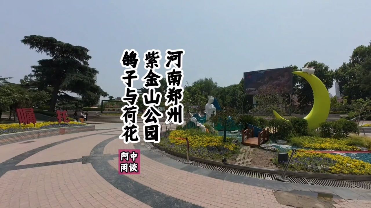 "河南郑州紫金山公园"鸽子与荷花
