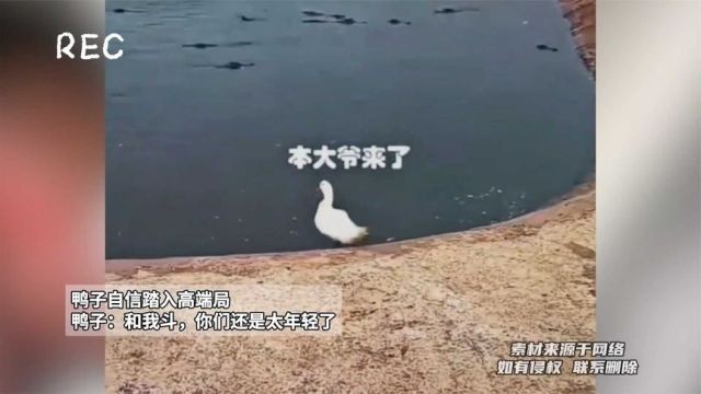 鸭子自信踏入高端局,鸭子:和我斗,你们还是太年轻了