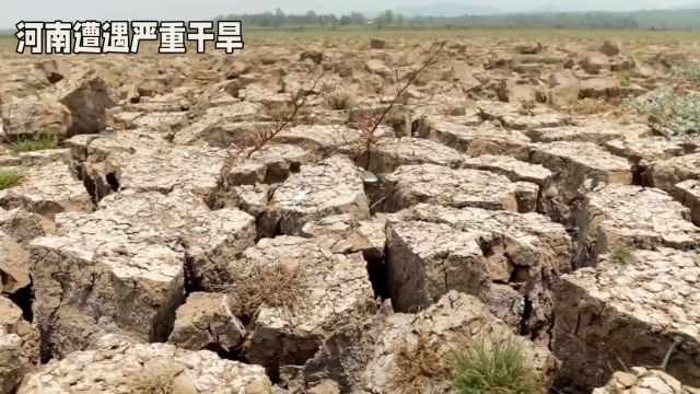 河南遭遇严重干旱,农民受损惨重,抗旱行动刻不容缓