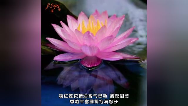 印度Attar粉红莲花精油 | 寓意智慧 幸运 灵性之美