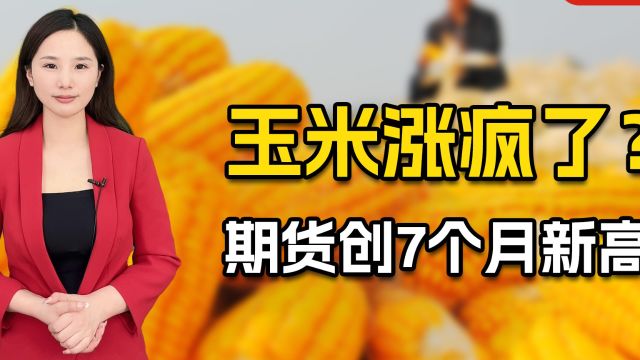 玉米涨价超100元/吨,最高冲上2500元/吨!猪饲料还得涨价?