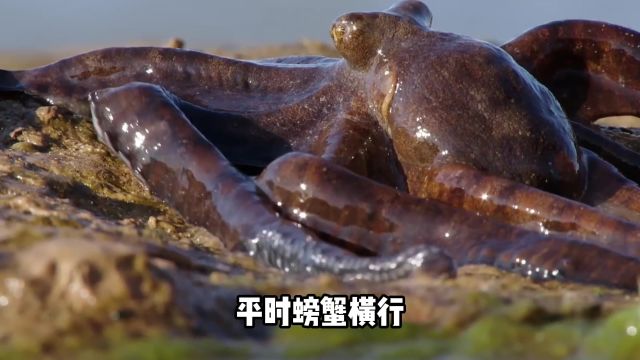 章鱼界的'陆地侠':澳大利亚海岸的神秘漫步者