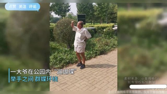 传说中的招蜂引蝶?大爷在公园内“遛蝴蝶”,举手之间群蝶环绕