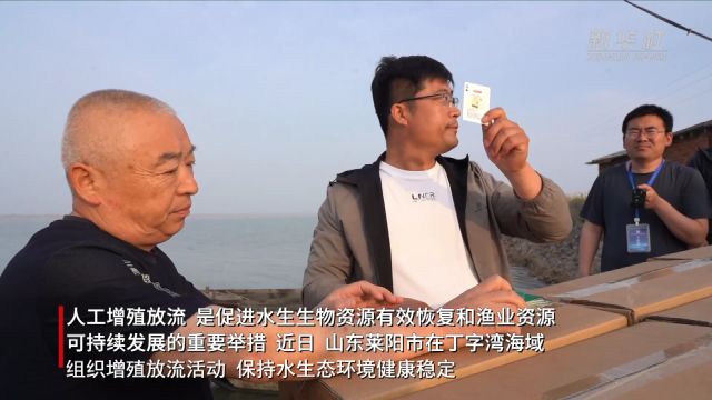 山东莱阳:组织增殖放流活动 保持水生态环境健康稳定