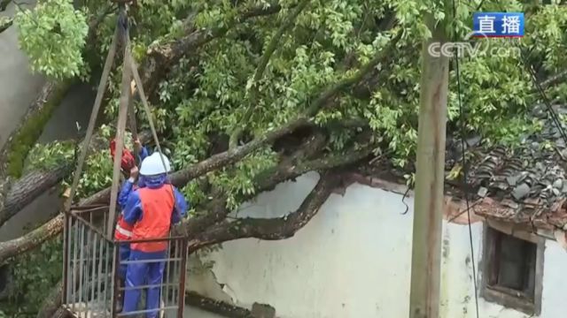 安徽歙县降雨持续,古树倒伏致省道交通中断