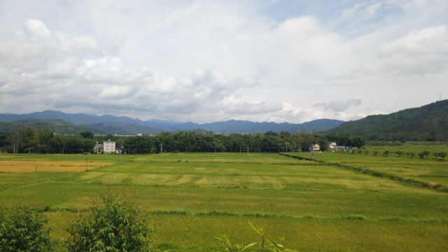 游广东连平河角坪,农业基地种水稻玉米,田园风光美