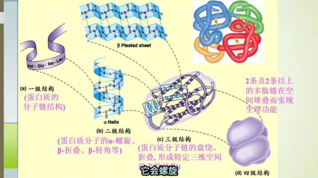 纳豆激酶的序列结构和空间立构