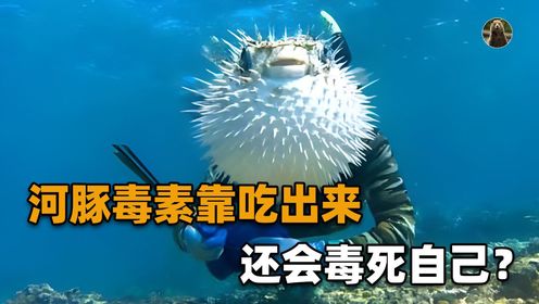 河豚以剧毒闻名，其实竟不产毒素！神秘河鲀毒素，到底从何而来？_高清