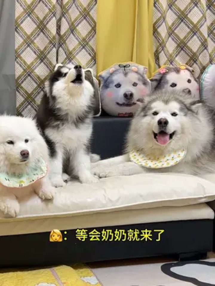 二哈 #阿拉斯加 #长毛大三火纯种哈士奇