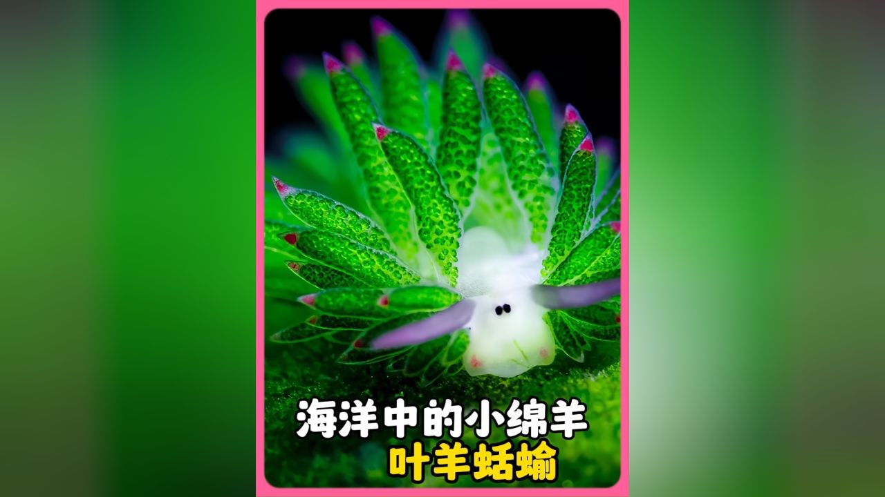 海洋中的神秘小精灵,酷似小羊肖恩的叶羊海蛞蝓