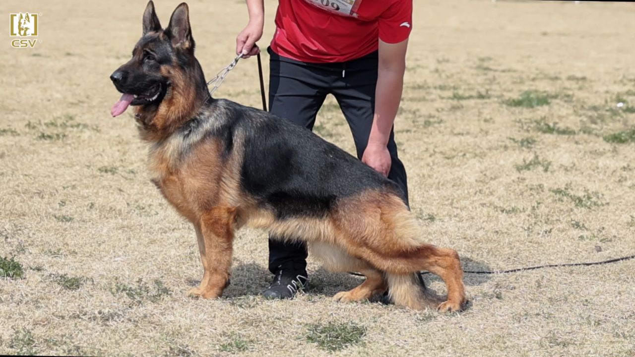 csv德国牧羊犬历届狼王图片