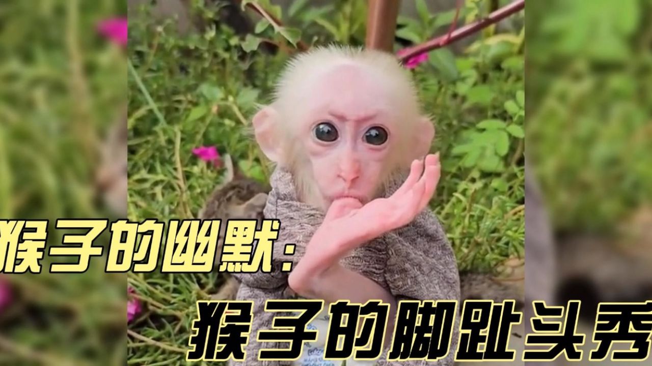 猴子的幽默:成为全场焦点的脚趾头秀