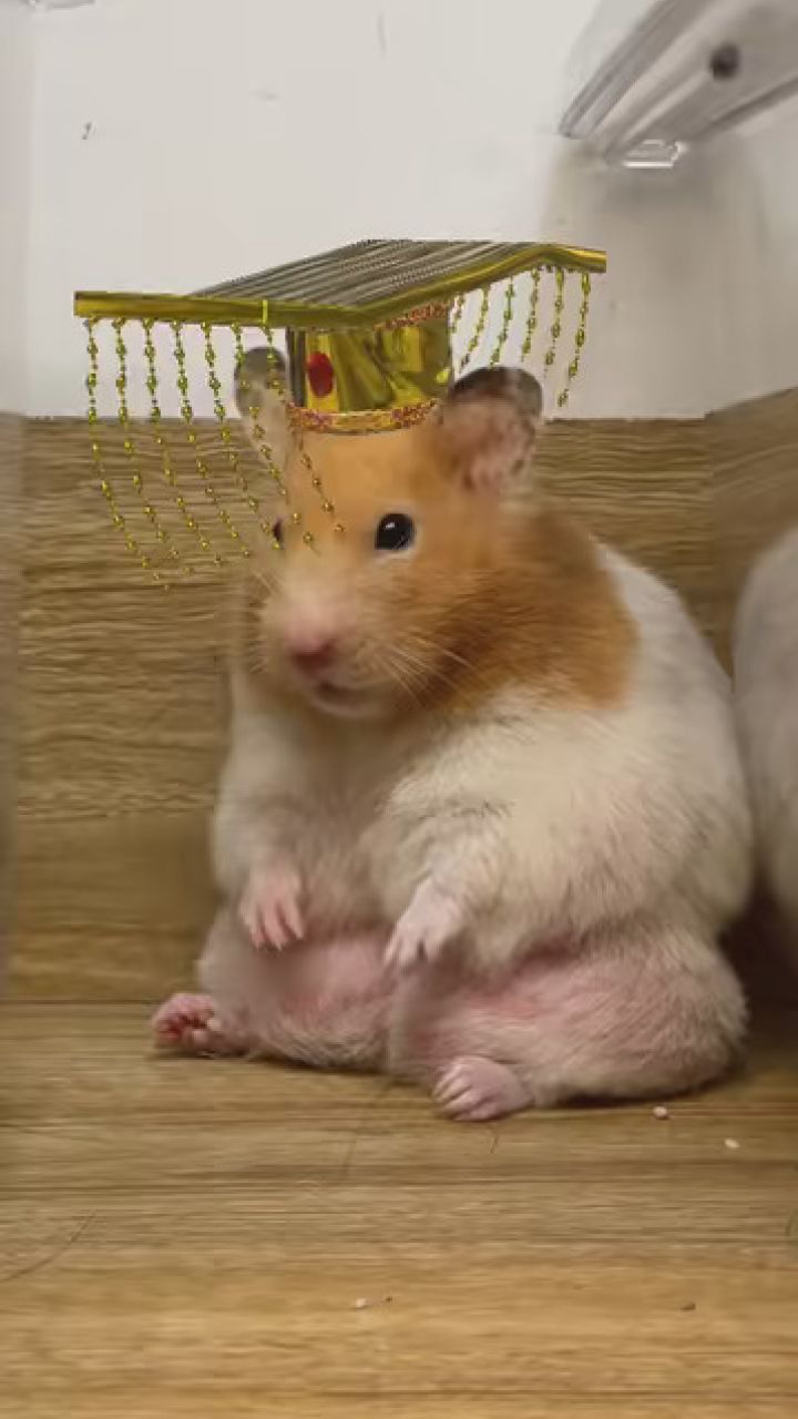 皇上驾到~ #金丝熊仓鼠 #养鼠日常分享 #艾特你想艾特的人