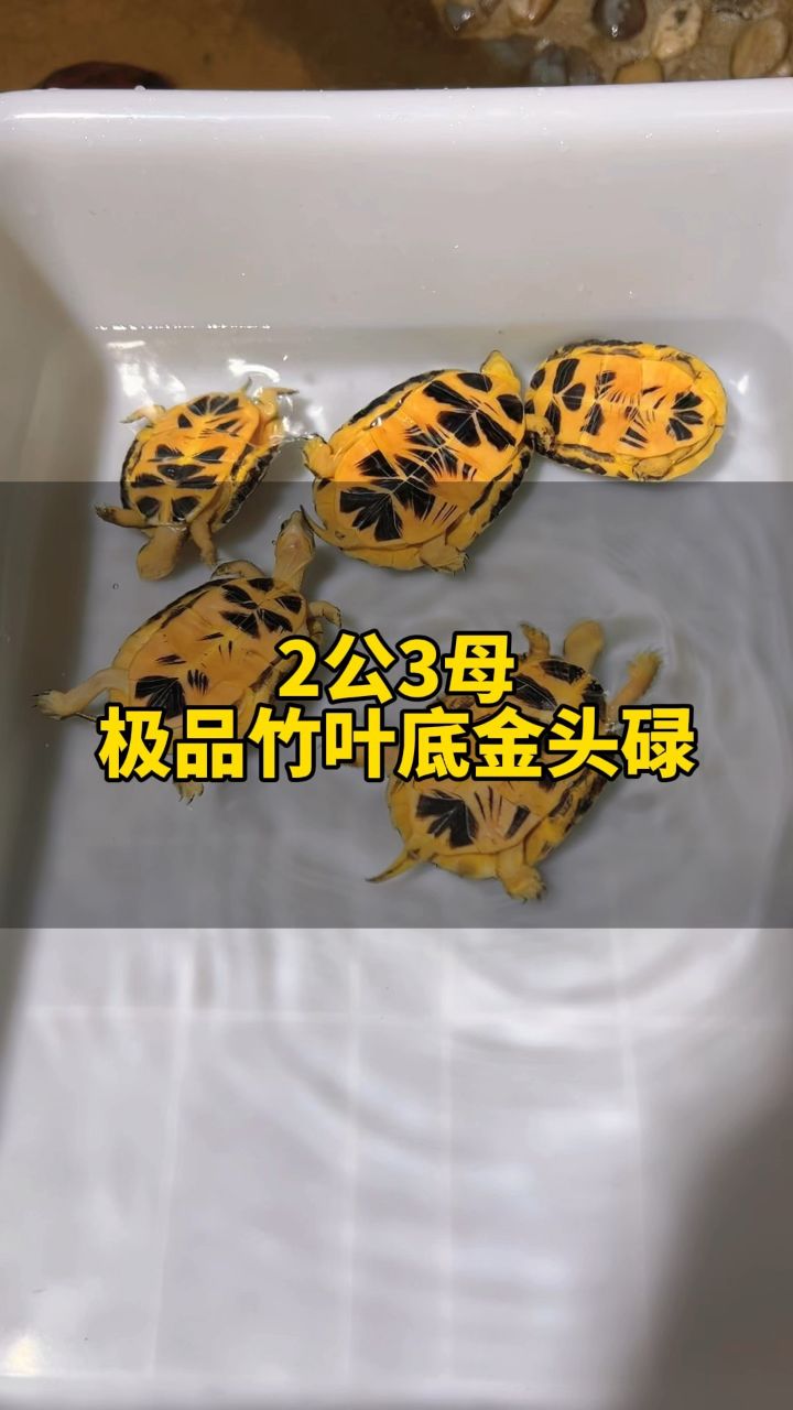 五条金头闭壳龟,几十万你说值不值得?