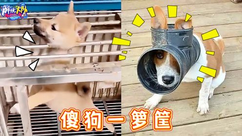 傻狗最近有点多，迷惑行为笑坏我了_高清1080P在线观看平台_腾讯视频