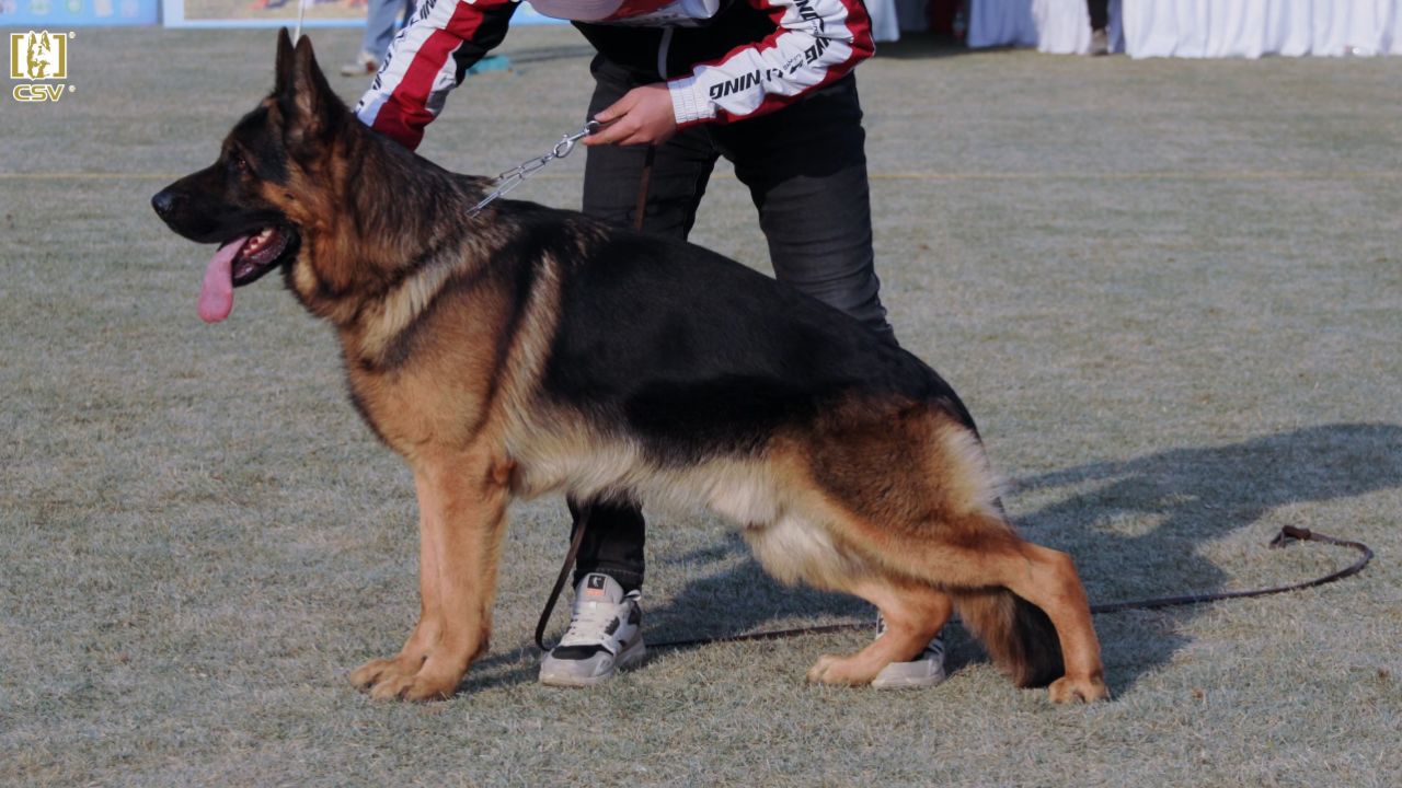 csv德国牧羊犬历届狼王图片