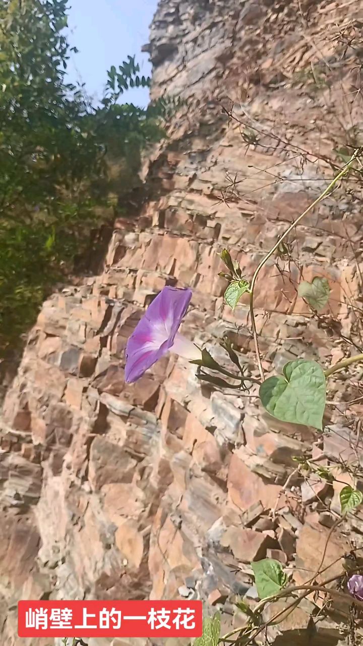 峭壁上的一枝花
