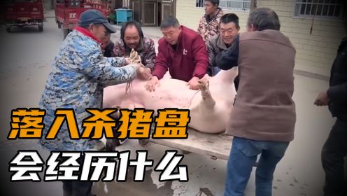 如果你落入杀猪盘会经历什么?_高清1080P在线观看平台_腾讯视频