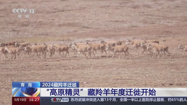 青海 2024藏羚羊迁徙 “高原精灵”藏羚羊年度迁徙开始