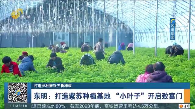 东明打造紫苏种植基地,根茎叶均具利用价值,\