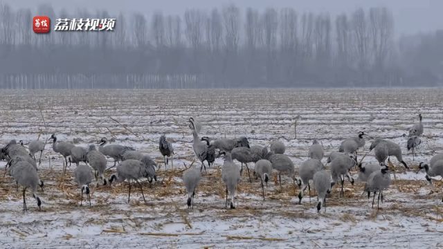 水墨仙境!河北官厅水库灰鹤雪中翩翩起舞