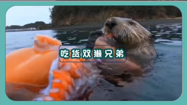 海獭主要分布在北太平洋的冷水区域