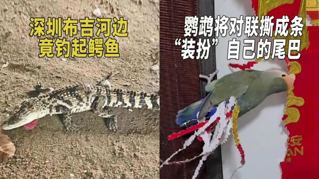 深圳布吉河边竟钓起鳄鱼?鹦鹉将对联撕成条“装扮”自己的尾巴?