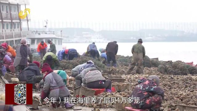 日照:贝类海鲜大量上市,牡蛎扇贝堆积如山,价格比往年略高