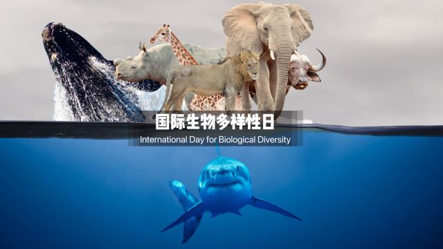 国际生物多样性日|动物魅影:互不相关的动物如何构成你我的世界