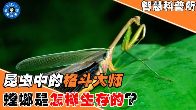 昆虫中的格斗大师,能用技巧捕食蜥蜴,螳螂是怎样生存的?