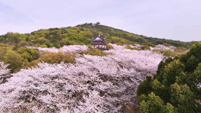 满眼春色!无锡鼋头渚樱花盛放