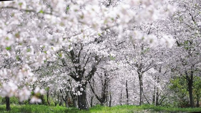 落“樱”缤纷!镇江20万株樱花纯白如雪随风飞舞