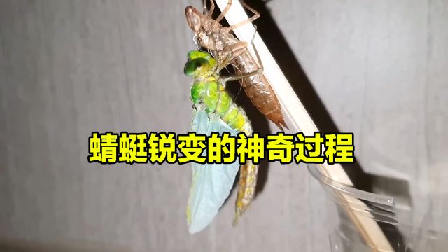 蜻蜓蜕变的神奇过程 | 纪录片