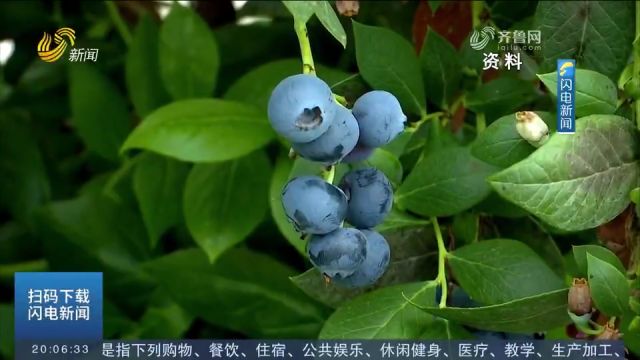 乳山:大棚蓝莓采摘上市,年产量达1万吨,小蓝莓成富农大产业